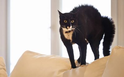 Est-ce qu’un chat peut avoir des troubles du comportement ?