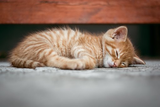 chaton roux qui dort