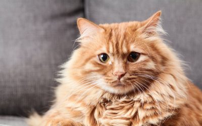 Quels sont les comportements naturels de nos chats domestiques ?