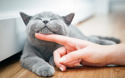 Que signifie réellement le ronronnement du chat ?