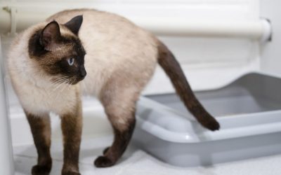 Mon chat fait pipi pour se venger : préjugé, causes et solutions