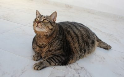 Comment faire maigrir un chat stérilisé sans le mettre au régime ?