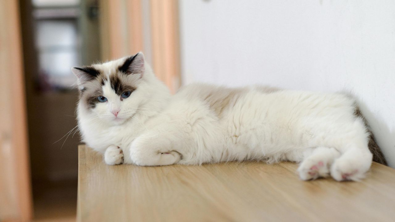 Chat qui monte sur les meubles