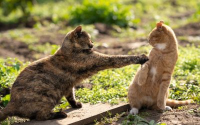 Mes chats ne s’entendent plus : pourquoi et que faire ?