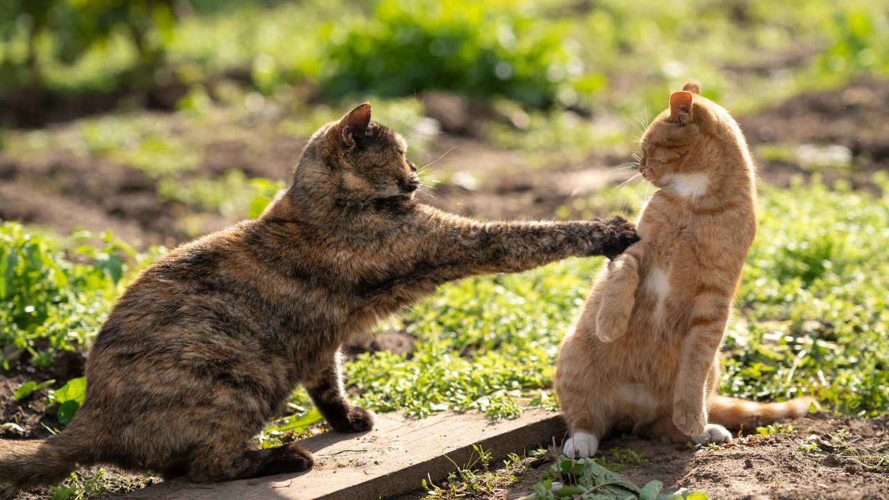 Deux chats qui ne s'entendent plus