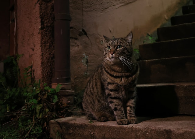 Un chat la nuit assis sur une marche d'escalier