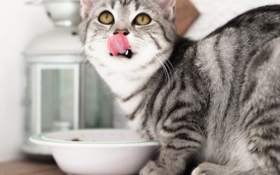 Faut-il laisser à manger au chat la nuit ? La réponse !