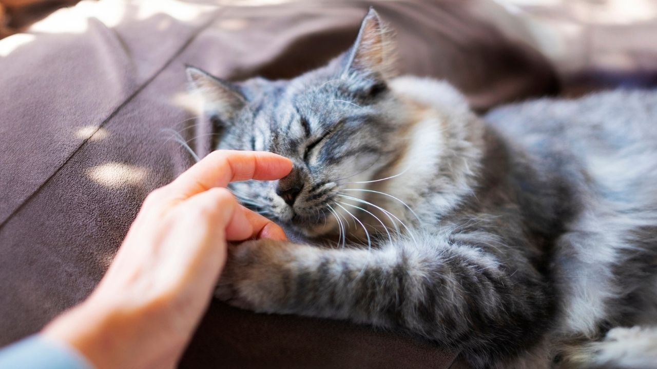 Mon chat ronronne dès que je le touche