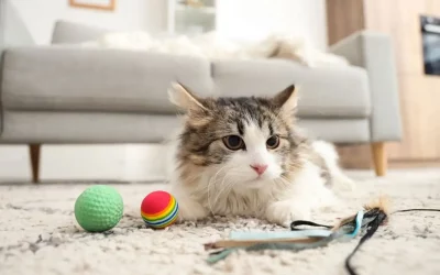 Mon chat ne joue plus et dort tout le temps : que faire ?