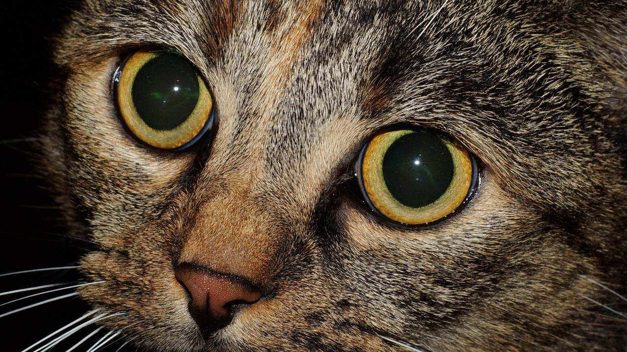 Chat pupille dilatée