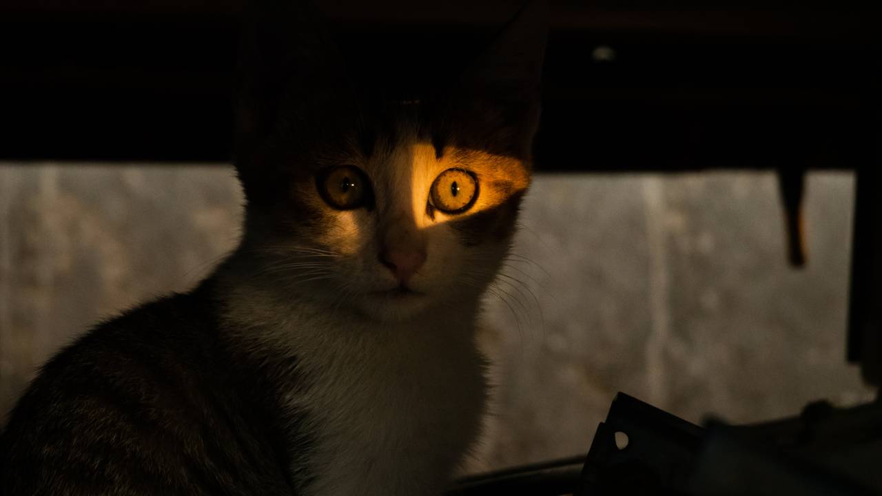 Vision nocturne du chat