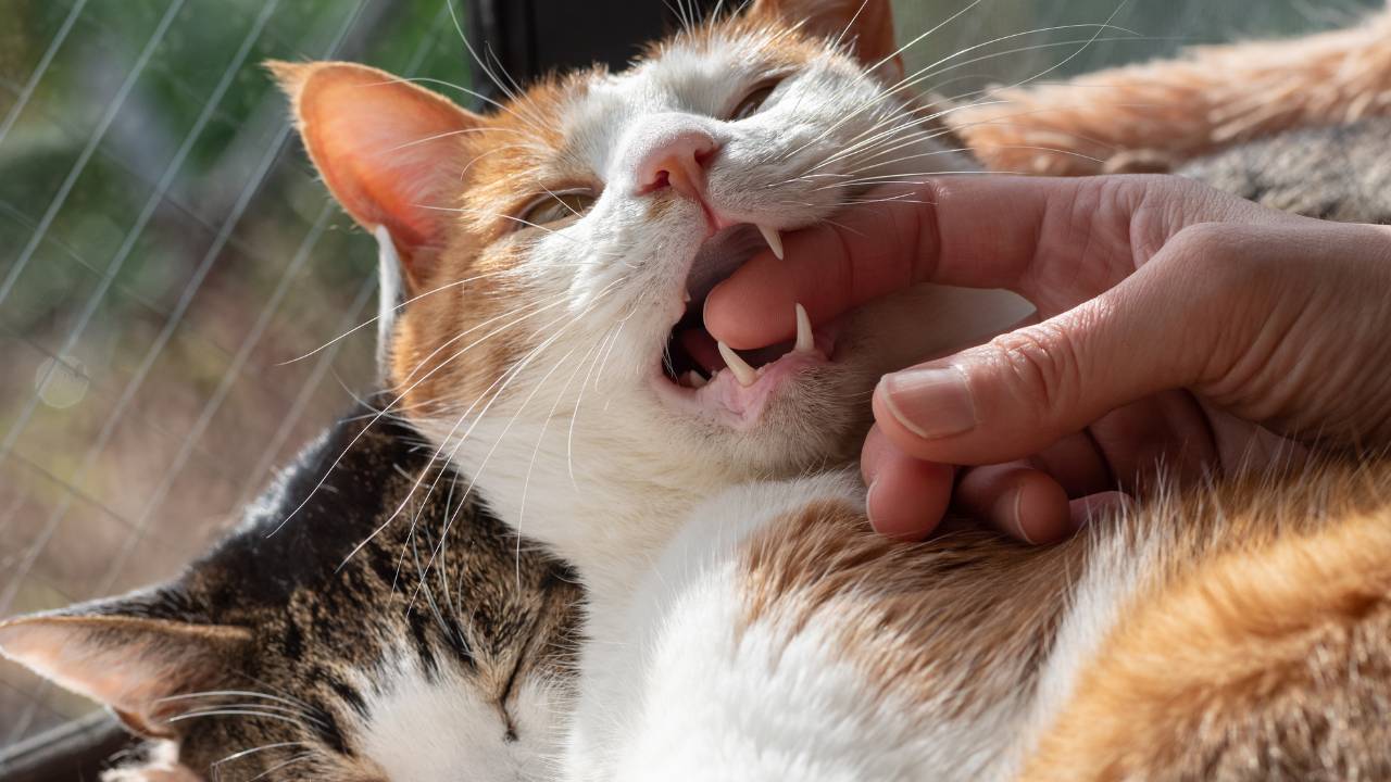 Un chat qui mord le doigt d'un humain