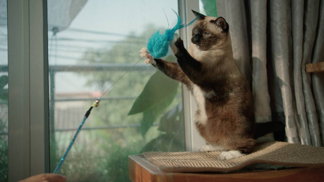 Canne à pêche chat