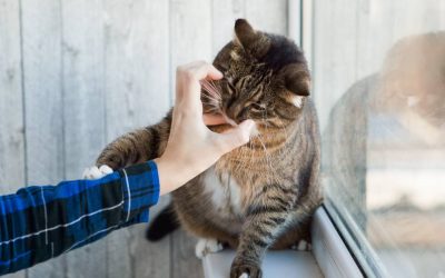 Jouer à la bagarre avec son chat : pourquoi faut-il éviter ?